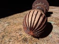 Photo of a damaged coconut shaving machine using a water engine dynamo