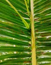 Photo of damaged and perforated coconut leaves caused by weather