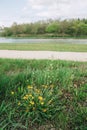 Dandelion green grass on spring meadow Royalty Free Stock Photo