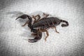 Photo of the dark alive scorpion on fabric Royalty Free Stock Photo