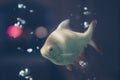 Photo dark blue night background Design. Water aquarium, gold fish swims, blur air bubbles compressor. Mysterious Mood