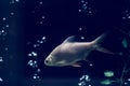 Photo dark blue night background Design. Water aquarium, silver fish swims, air bubbles by compressor. Mysterious Mood