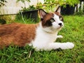 Photo of a dark brown Thai cat alternating with white. It has a black nose. lying on the grass Royalty Free Stock Photo