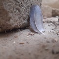 photo of a dark gray pigeon feather between rocky surface
