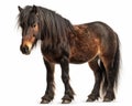 photo of Dartmoor breed of pony isolated on white background. Generative AI