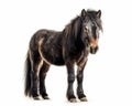 photo of Dartmoor breed of pony isolated on white background. Generative AI