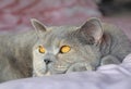 Bed rest pedigree cat Royalty Free Stock Photo