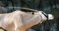 Photo from de side of a gemsbok (Oryx gazella), stretching their neck, long horns. Royalty Free Stock Photo
