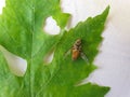 Photo of a dead horse fly on green leaf Royalty Free Stock Photo