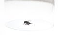 Dead housefly trapped under glass over white background Royalty Free Stock Photo