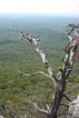 Dead tree overlooking valley below.