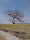photo of a dead tree in a rice field in a village