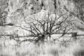 Dead Tree at Smith Rock State Park, Oregon Royalty Free Stock Photo