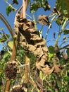 Decaying Late September Plant