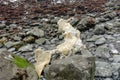 A photo of a decomposing gray whale carcass washed up on the shores of the pacific west coast near Trinidad, California Royalty Free Stock Photo