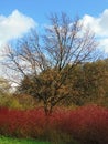 photo with a decorative bright color background texture branches of wild forest trees in the autumn Royalty Free Stock Photo