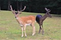 Two deers in the Wildlife park in Daun, Germany Royalty Free Stock Photo