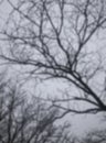 A photo with a defocused effect. Snowfall and snow-covered treetops against the background of gray clouds that covered the entire Royalty Free Stock Photo