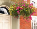 Beautiful delicate summer flowers in hanging basket