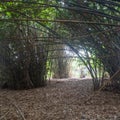 Photo of a dense bamboo plantation. Looks cool yet creepy