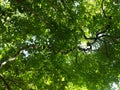 Photo of a dense canopy of trees and vines.