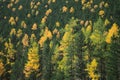 Photo of a dense coniferous forest with green and yellow trees in autumn season Royalty Free Stock Photo