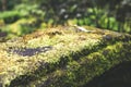 Photo depicting a bright green moss on an old stone in a rainforest of Bali island. Closeup of moss in a jungle.