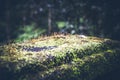 Photo depicting a bright green moss on an old stone in a rainforest of Bali island. Closeup of moss in a jungle.