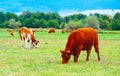 Photo depicting a milky brown lovely herd of cows. Cows graze on