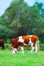 Photo depicting a milky brown lovely herd of cows. Cows graze on