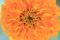 Photo depicts a abstract sweet orange flower background from marigold Tagetes flower petals.