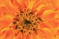 Photo depicts a abstract sweet orange flower background from marigold Tagetes flower petals.