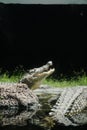 The photo depicts an alligator facing upwards Royalty Free Stock Photo