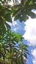 This photo depicts the beauty of the sky and fresh leaves in the morning