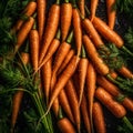 Ripe carrots with dewdrops