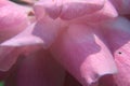 Photo depicts a colorful macro image, Soft focus blurred petal of pink rose for background Royalty Free Stock Photo