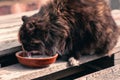 A cat of red-black color drinks milk Royalty Free Stock Photo