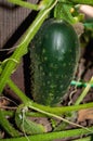 Growing cucumbers in the farm economy. Green vegetable plant in the greenhouse or in the garden Royalty Free Stock Photo