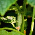 Growing cucumbers in the farm economy. Green vegetable plant in the greenhouse or in the garden Royalty Free Stock Photo