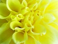 Yellow abstract flower