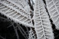 Detail of frost on a bare twig