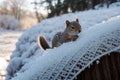 Detail of frost on a squirrel\'s drey