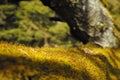 Photo detail moss yellow green background