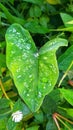 Photo of dewdrops on the leaves in the gardenhouse Royalty Free Stock Photo