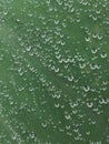 Photo of dewdrops on taro leavess