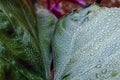 photo of dewy leaves, in the garden in front of the house, taken with a camera Royalty Free Stock Photo