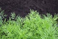 Photo of dill harvest for eco cookery business. Herb, vegetable garden with green dill plants. Organic food, fresh spice. Antioxid
