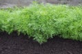 Photo of dill harvest for eco cookery business. Young dill plants on the kitchen garden. Organic food, fresh spice. Antioxidant ki Royalty Free Stock Photo