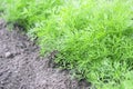 Photo of dill harvest for eco cookery business. Young dill plants on the kitchen garden. Organic food, fresh spice. Antioxidant ki Royalty Free Stock Photo