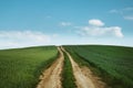 Dirt road across wheat field